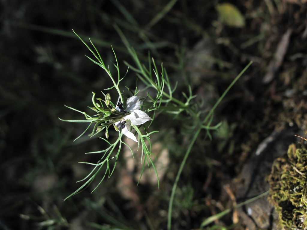 Nigella damascena